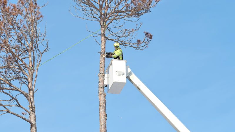 Tree Cabling Service detail