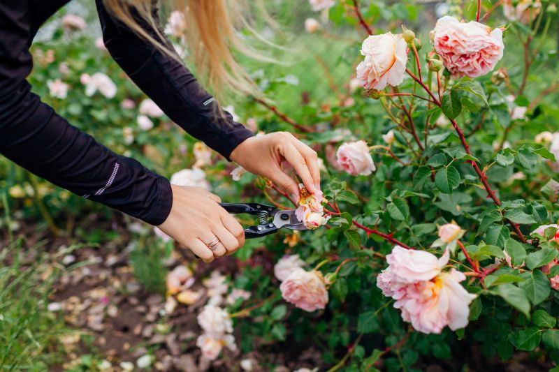 Rose Planting