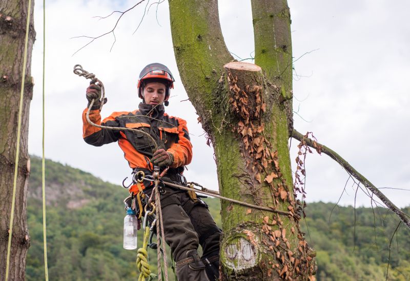 Tree Arborist Service