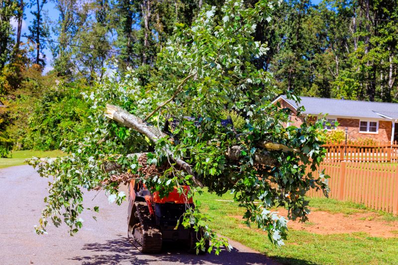Tree Bark Delivery