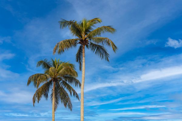Palm Tree Planting in Chesterfield