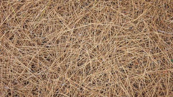Pine Needles Delivery in Chesterfield