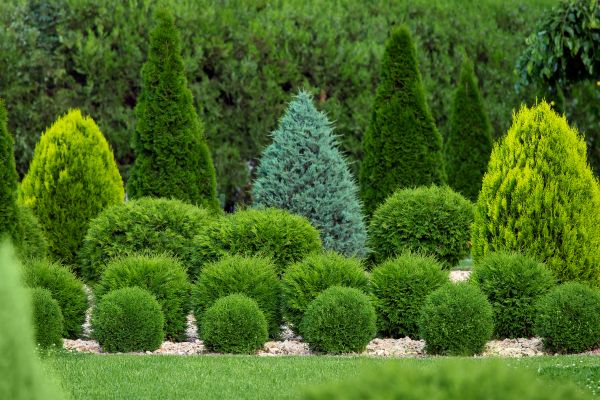 Shrub Installation in Chesterfield