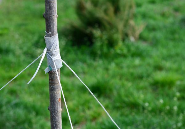 Tree Staking Service in Chesterfield