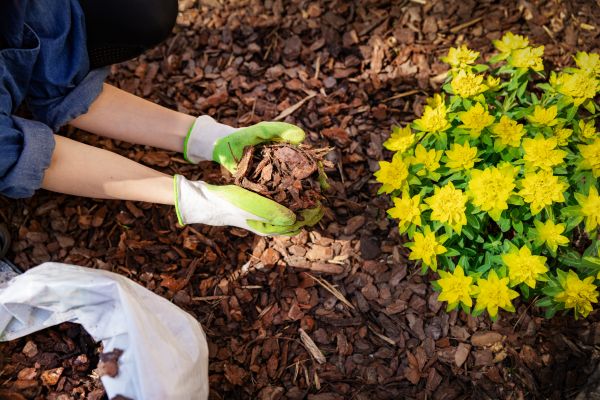 Pine Bark Mulch Installation in Chesterfield