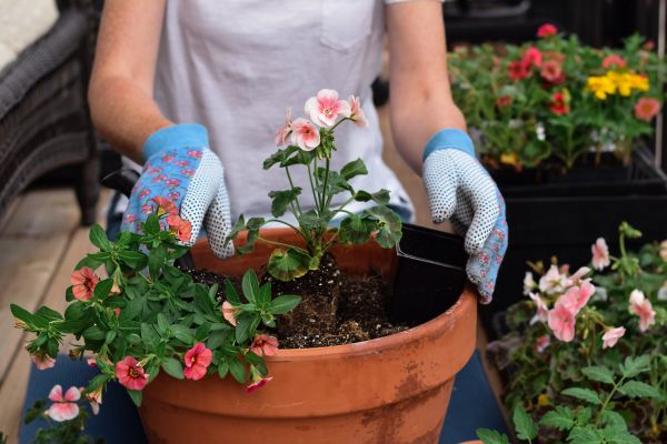 Plant Care Service in Chesterfield
