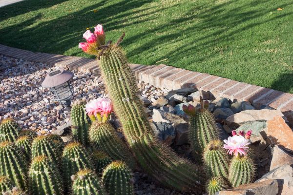 Desert Landscaping in Chesterfield