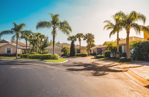 Palm Tree Landscaping in Chesterfield