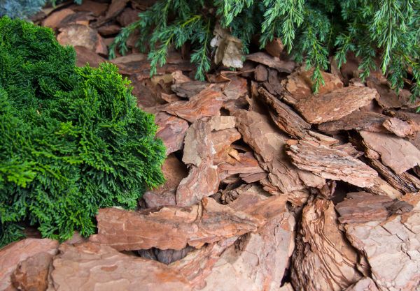 Pine Bark Installation in Chesterfield