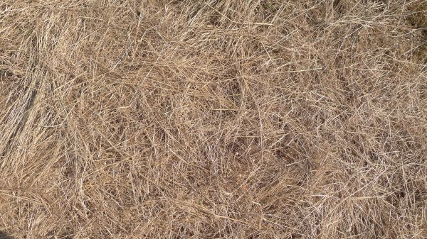 Pine Straw Replacement in Chesterfield