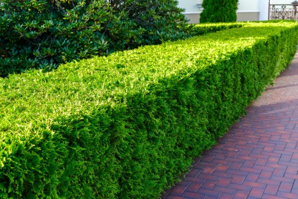 Hedge Installation in Chesterfield