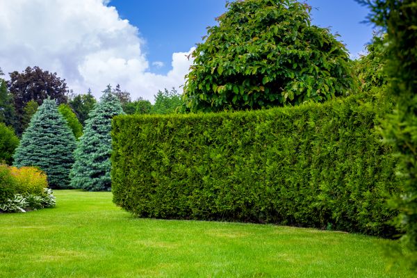 Hedge Landscaping in Chesterfield