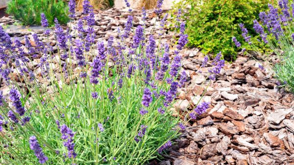 Pine Bark Landscaping in Chesterfield