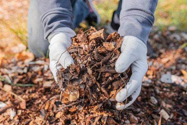 Shredded Mulch Installation in Chesterfield