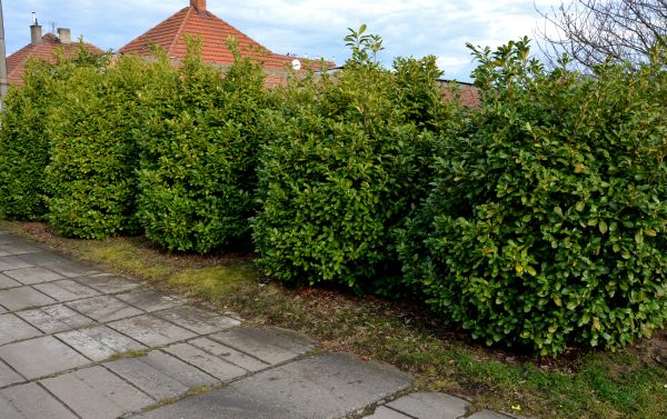 Privacy Shrub Installation in Chesterfield