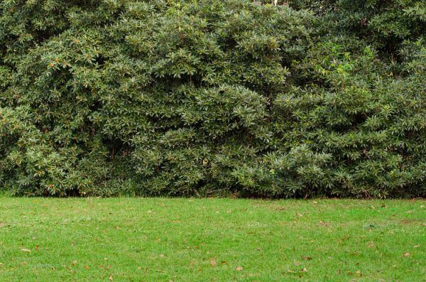 Privacy Hedge Planting in Chesterfield