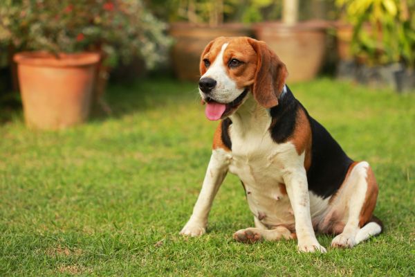 Dog Friendly Landscaping in Chesterfield