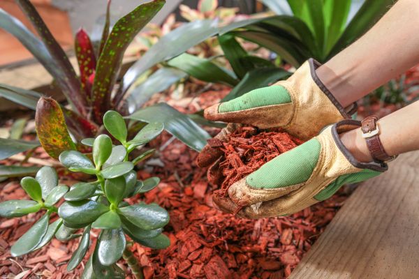 Cedar Mulch Installation in Chesterfield